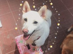 -柴犬高等学院·狗咖·柴犬售卖·宠物训练