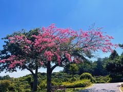 -东莞植物园