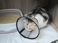 -宠物星动物医院·眼科·异宠·猫科(江南大道总院)