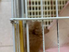 -宠物兔专门店(天丰利市场店)