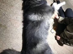 -more than meow吴止猫主题餐厅(承德 中船汇店)