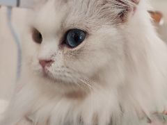 -共舞时光猫咖·狗咖(新街口店)