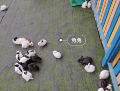 -萌宠亲子动物乐园(槐房万达店)