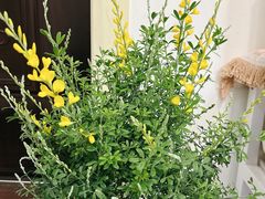 -双季花艺园艺市场(浦东店)