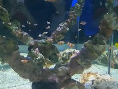 -烟台海昌鲸鲨海洋公园