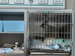 -宠颐生斯嘉宠物医院·急重症·心内科(谷阳北路分院)