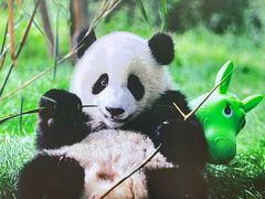 -成都大熊猫繁育研究基地