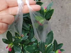 -循礼门鲜花花市(武汉循礼门店)