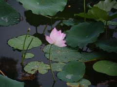 -荔湾湖公园
