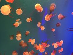 -福州罗源湾海洋世界旅游区