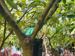 -歌斐颂巧克力小镇