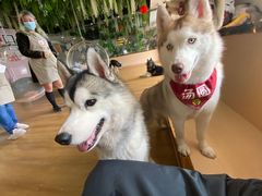 -Husky Go! 哈士奇体验馆·宠物咖啡厅狗咖