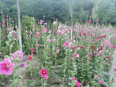 -北京西山国家森林公园