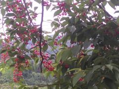 -樱桃山旅游景区