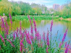 -南翠屏公园