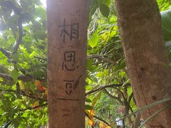 -呀路古热带植物园