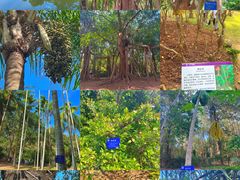 -中国科学院西双版纳热带植物园