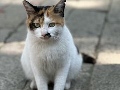 -西园寺