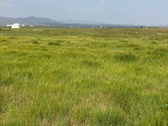 -敕勒川草原