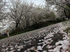 -顾村公园