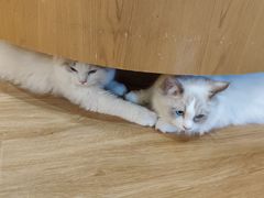 -滚猫咖啡·猫咖·猫友好撸猫(未来城店)
