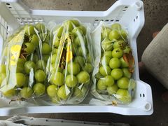 -马陆小张葡萄园农家乐