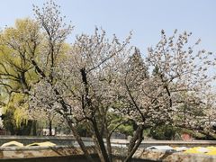 -香山公园