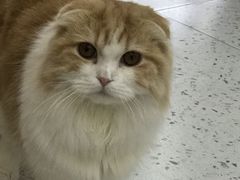 -喵园·猫主题咖啡厅·撸猫·猫咖(国贸店)