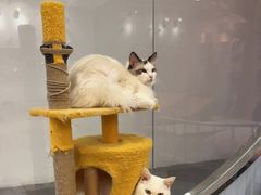 -BABIT巴比特宠物(MOMOPARK店)