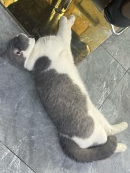 -和木形象