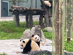 -卧龙中华大熊猫苑神树坪基地