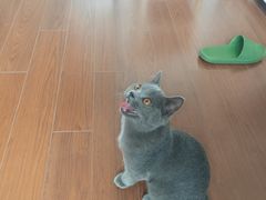 -宠爱国际动物医院· 猫科· 外科·中兽医(长白店)