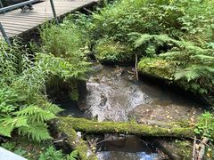 -五营红松林海景区