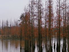 -白鹭湾湿地公园