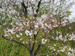 -绵阳盛世樱花悠乐谷