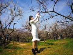 -香雪海