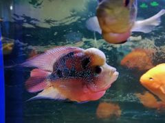 -沙沙哗啦海洋馆(华宇百花谷店)