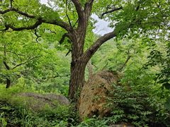 -大岭沟猕猴桃谷风景区