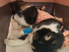 -纳吉亚猫专科动物诊疗中心(蒋宅口分院)