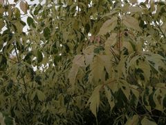 -古塔公园