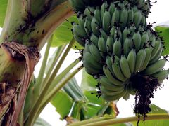 -西双版纳傣族园