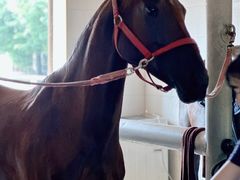 -北京群众马术培训基地