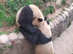 -都江堰中华大熊猫苑