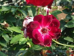 -人民公园(罗湖区)