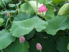 -龚家花园农家乐休闲别墅