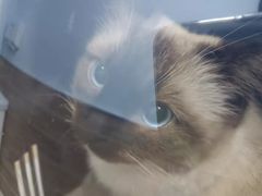 -爱侣宠医·鹦鹉专科·小型哺乳类·异宠专科(灵石路店)