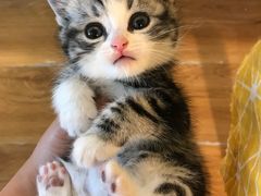 -喵zoo家庭繁育猫舍(尖东智能花园店)