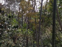 -上海佘山国家森林公园天马山园