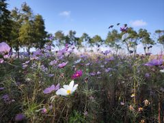 -春花秋色城市公园