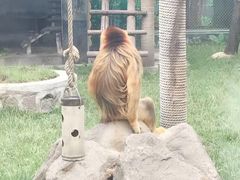 -西安秦岭野生动物园